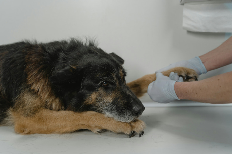 A veterinarian examines a dog on an examination table in a clinical setting.