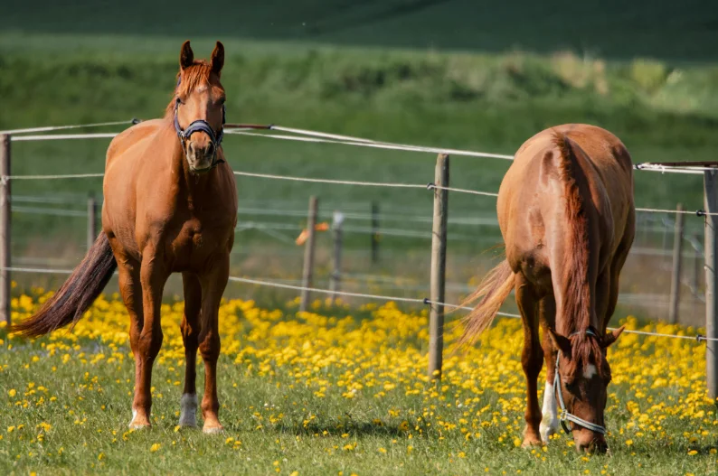 A pair of horses enjoying grass in a vibrant field, surrounded by nature.