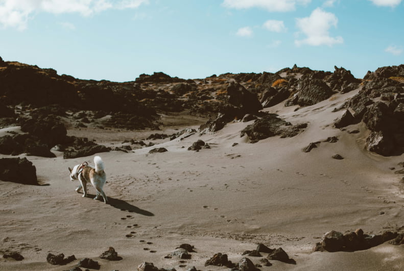 A man and his dog stroll along a sandy beach, enjoying the sun and sea breeze together.
