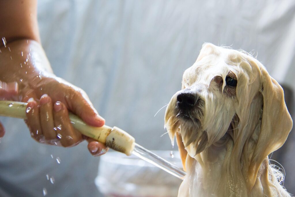 A dog stands in a yard, being washed with a hose, water spraying over its fur as it enjoys the bath
