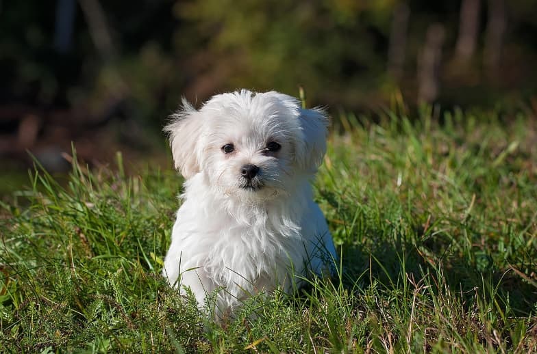 A small white dog sitting calmly in a patch of green grass, looking alert and content.