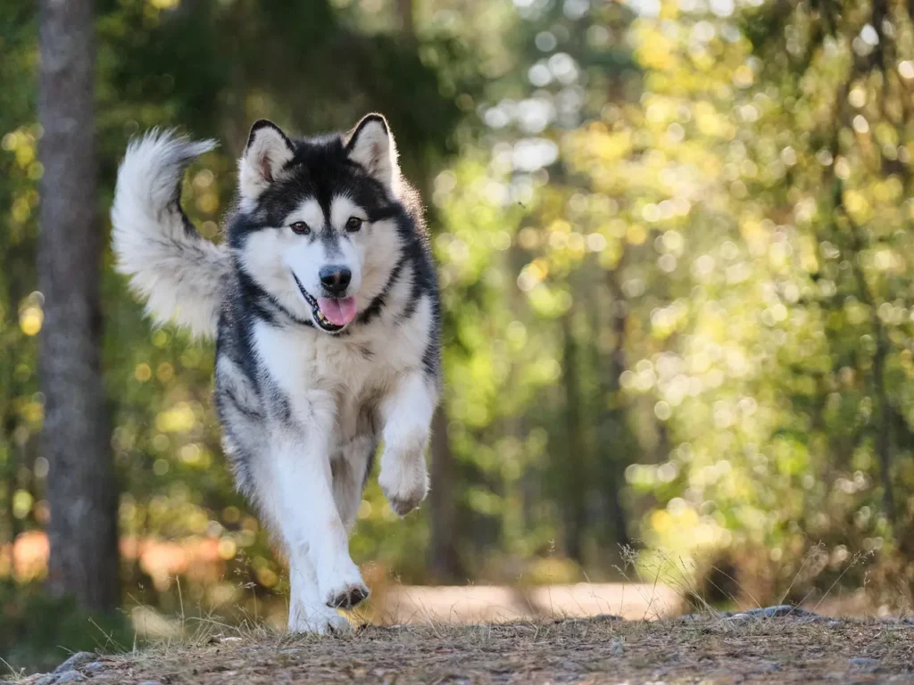 A husky dog joyfully running through a lush green forest, surrounded by trees and dappled sunlight.