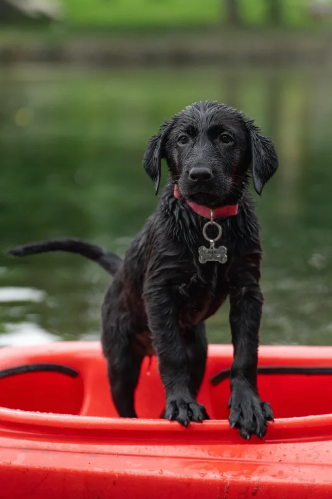 A black puppy stands proudly on a red kayak, showcasing its playful spirit against a vibrant background.