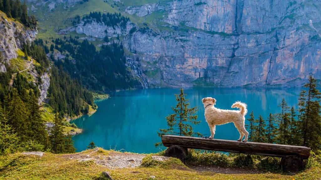 A white dog stands on a log, gazing at a serene lake surrounded by mountains in the background.