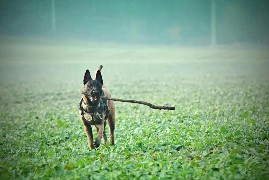 A dog joyfully carries a stick while running through a grassy field under a clear blue sky.