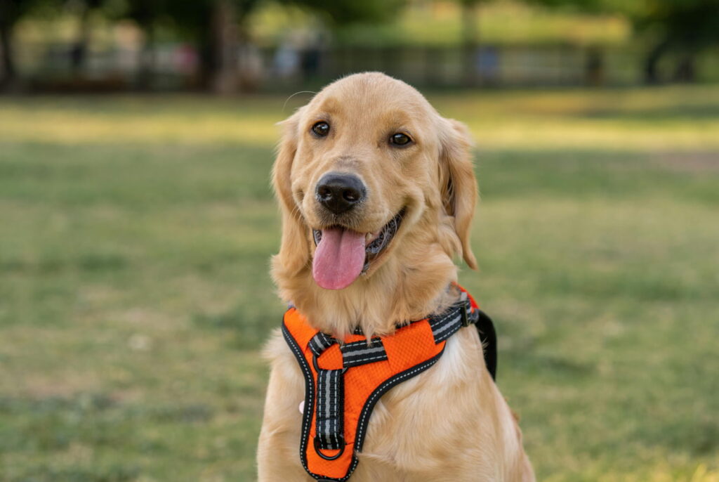 A golden retriever wearing an orange harness sits attentively, showcasing its friendly demeanor and playful spirit.