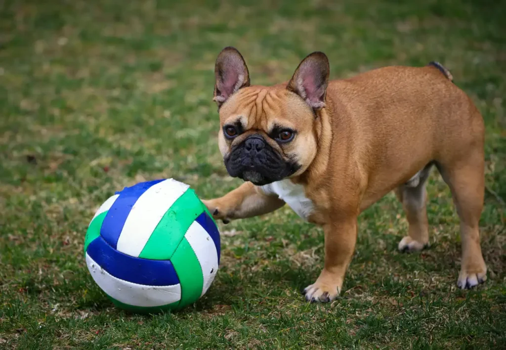 A small dog joyfully playing with a colorful ball in a grassy area.