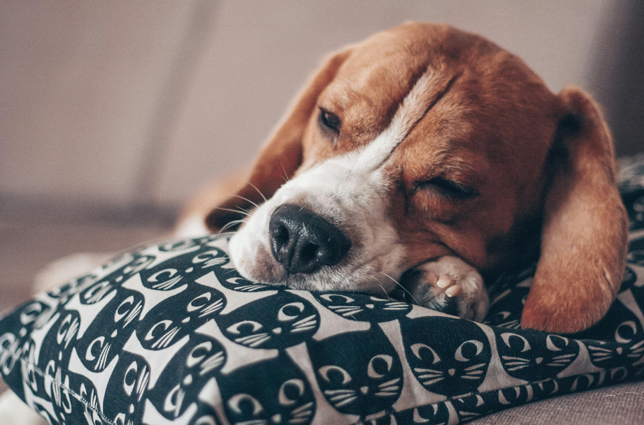 A beagle dog peacefully sleeping on a soft pillow, with its ears flopped over and a relaxed expression.