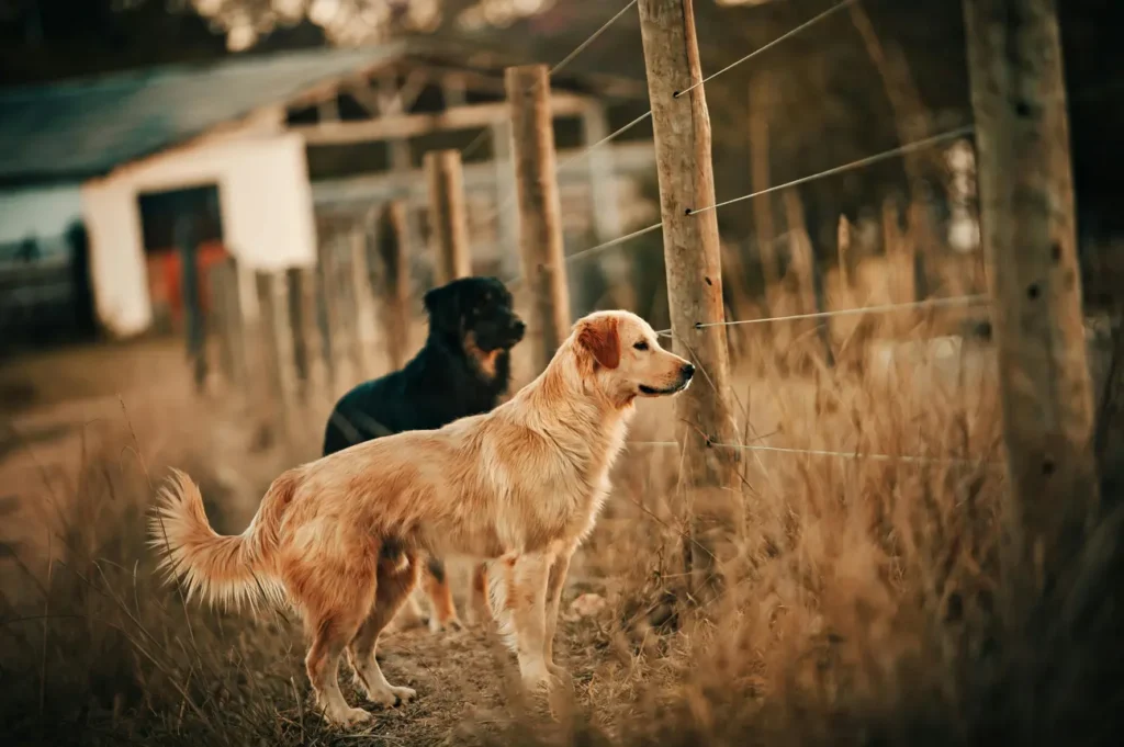 Two dogs standing side by side next to a wooden fence in a grassy area.