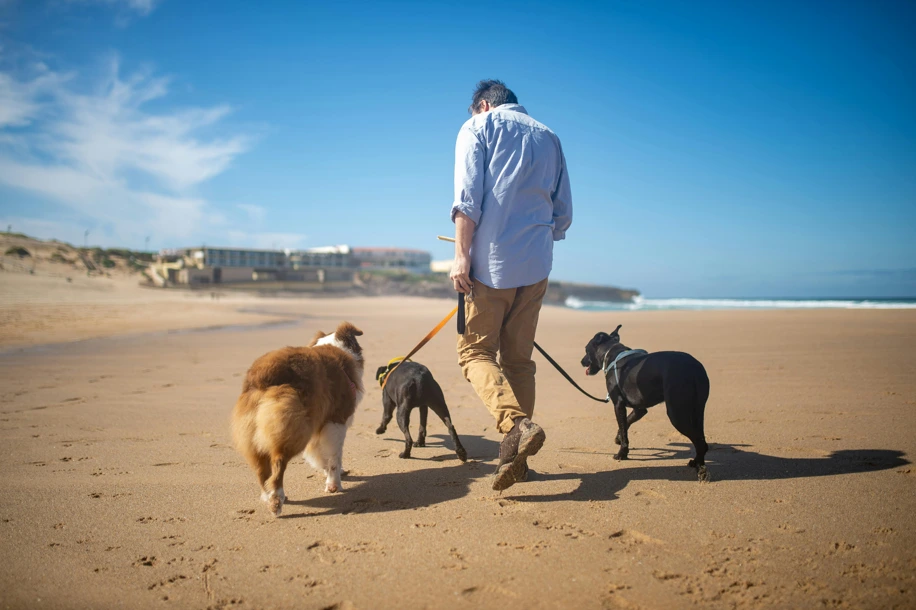 A man walks three dogs along the sandy beach, with waves gently crashing in the background.