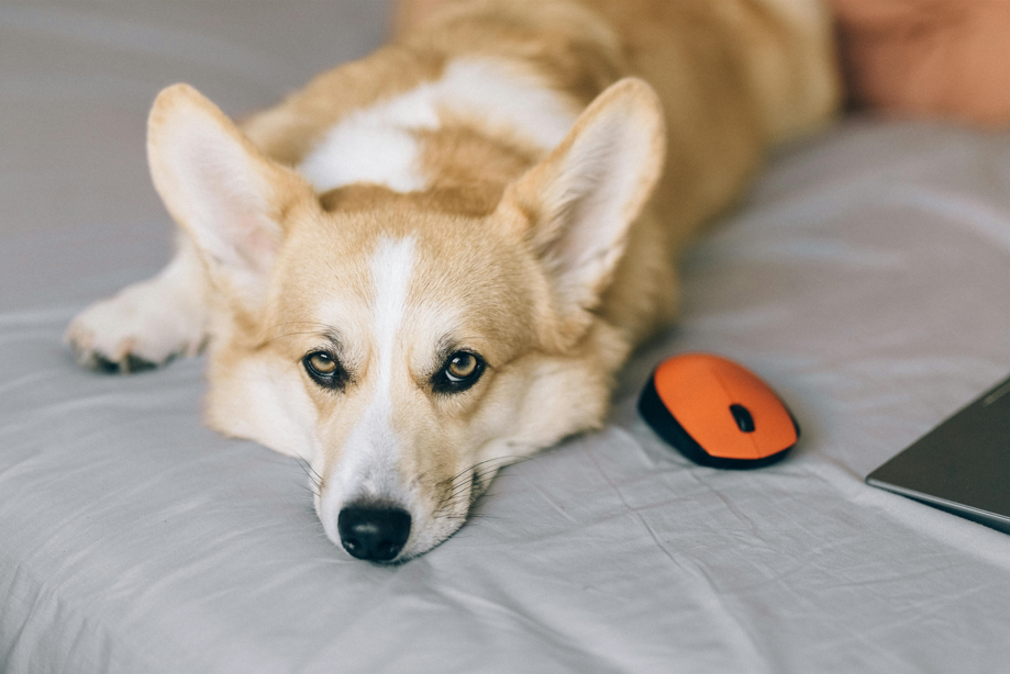 A corgi dog rests on a bed beside a laptop and a computer mouse, creating a cozy workspace scene.