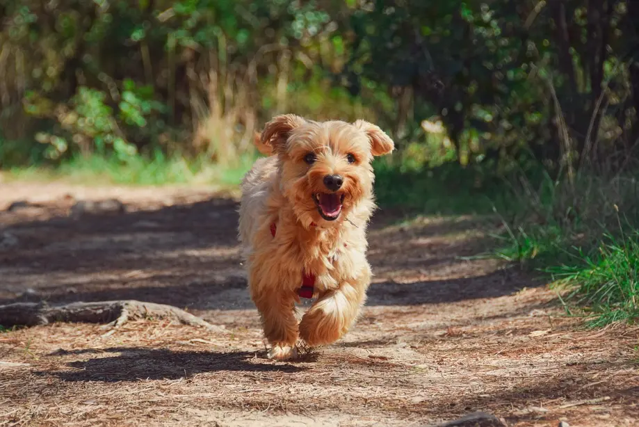 A dog is sprinting on a dirt trail through a lush forest, with trees lining the path.