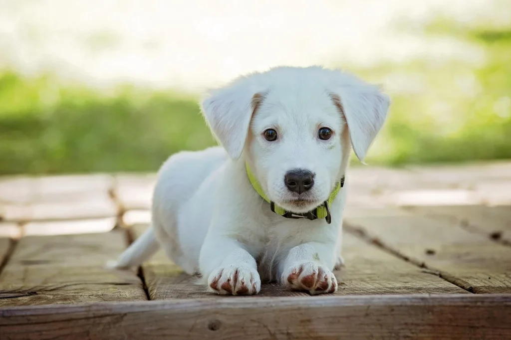 A white puppy resting on a wooden deck, with its ears perked up and a relaxed expression.
